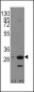 PHB1 Antibody (C-term)