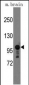 M Sema5a Antibody