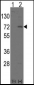 LINGO1 Antibody (N-term)