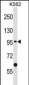 EPHA10 Antibody (Center)