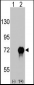 RAF1 Antibody (S621)