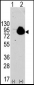 RPS6KA1 Antibody (S732)