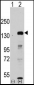 JHDM1a/FBXL11 Antibody (Center)