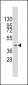 HMOF/MYST1 Antibody (C-term)