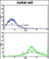 CD8B Antibody (N-term)