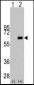 MYC Antibody (S373)