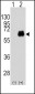 MYC Antibody (T58)