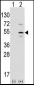 Ptf1a Antibody (N-term)