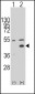 WIF1 Antibody (N-term)
