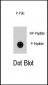 Phospho-EGFR(S768) Antibody