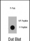 Phospho-Dnmt1(S714) Antibody