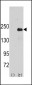 JLP (SPAG9) Antibody (Center)