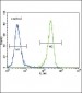 DDR1 Antibody (Center)