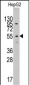 LAP3 Antibody (N-term)