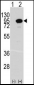 ACO2 Antibody (Center)