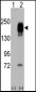 EGFR Antibody (Y869)