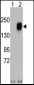 EGFR Antibody (Y978)