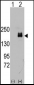 EGFR Antibody (Y1125)