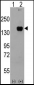 MAP3K5 Antibody(T842)