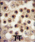 YBX2 Antibody (C-term)