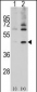 Actin (ACTB/ACTC) Antibody (Center)