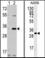 CDC2 Antibody (C-term)