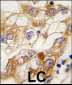 RGS19 Antibody (S24)