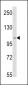 PI3KC3 Antibody (S34)