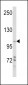 PI3KC3 Antibody (S425)