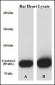 ACO2 Antibody (Center)