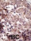 RAGE (AGER) Antibody (N-term)