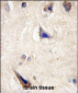 LGR5 (GPR49) Antibody (loop1)