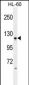 LGR5 (GPR49) Antibody (loop1)