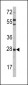 OPRS1 Antibody (N-term)