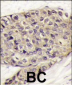 VEGF Antibody (C-term)