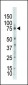 PKC zeta Antibody (N-term)