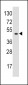 EIF4A1 Antibody (N-term)