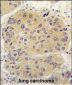 EIF4A1 Antibody (N-term)