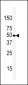 beta 2 Adrenergic Receptor (BAR2) Antibody (N-term)