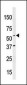 NAE1 (APPBP1) Antibody (C-term)