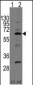 NAE1 (APPBP1) Antibody (C-term)