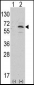 NAE1 (APPBP1) Antibody (C-term)