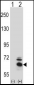 BBS4 Antibody (Center)