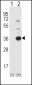 Caspase-3 (CASP3) Antibody (Center)