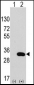 CLIC4 Antibody