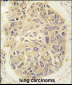 FARSA Antibody (N-term)