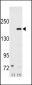 SRC1 Antibody (N-term)