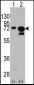 HSPA1A/HSPA1B Antibody (Y525)