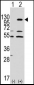 EphA7 Antibody