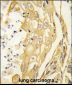 EphB4 Antibody